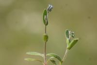 Myosotis ramosissima