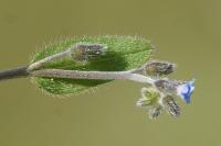 Myosotis ramosissima