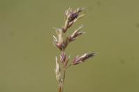 Poa bulbosa