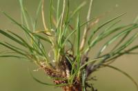 Poa bulbosa