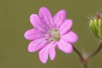 Geranium molle