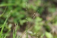 Melica uniflora