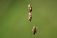 Melica uniflora