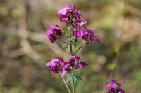 Lunaria annua