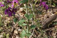 Lunaria annua