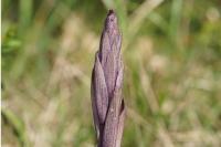 Limodorum abortivum