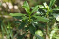 Daphne laureola