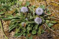 Globularia bisnagarica