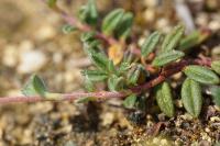 Helianthemum oelandicum