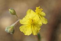 Helianthemum oelandicum