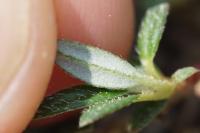 Helianthemum oelandicum