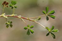 Potentilla verna