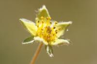 Potentilla verna