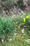 Cytisus scoparius
