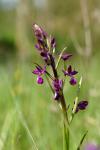 Anacamptis laxiflora