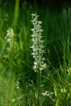 Orchis mascula
