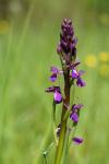 Anacamptis laxiflora