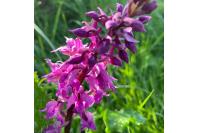 Orchis mascula