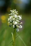 Anacamptis morio