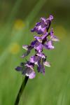 Anacamptis morio