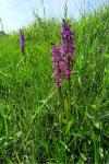 Orchis mascula