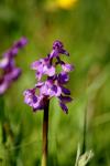 Anacamptis morio
