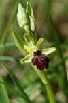 Ophrys aranifera