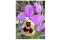 Ophrys tenthredinifera