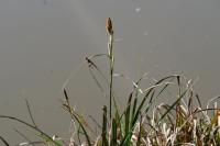 Carex