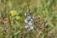 Lupinus angustifolius