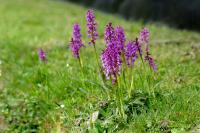 Orchis mascula