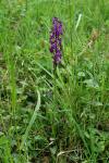 Orchis mascula