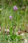 Orchis simia