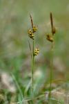 Carex liparocarpos
