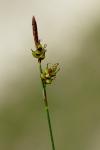 Carex liparocarpos
