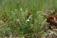 Alyssum alyssoides