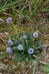 Globularia bisnagarica