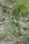Schoenus nigricans