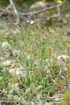 Arabis hirsuta
