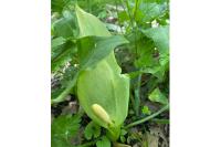 Arum italicum