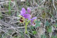 Ophrys tenthredinifera