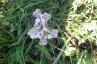 Anacamptis morio