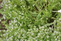 Valerianella locusta