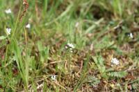 Teesdalia nudicaulis