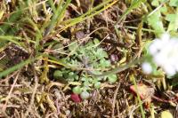 Teesdalia nudicaulis