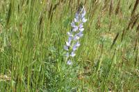 Lupinus angustifolius