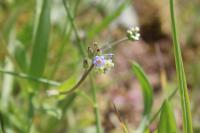Myosotis dubia