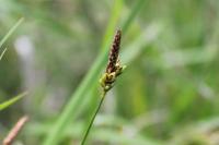 Carex halleriana