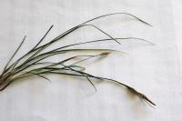 Carex halleriana