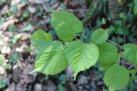 Tilia platyphyllos